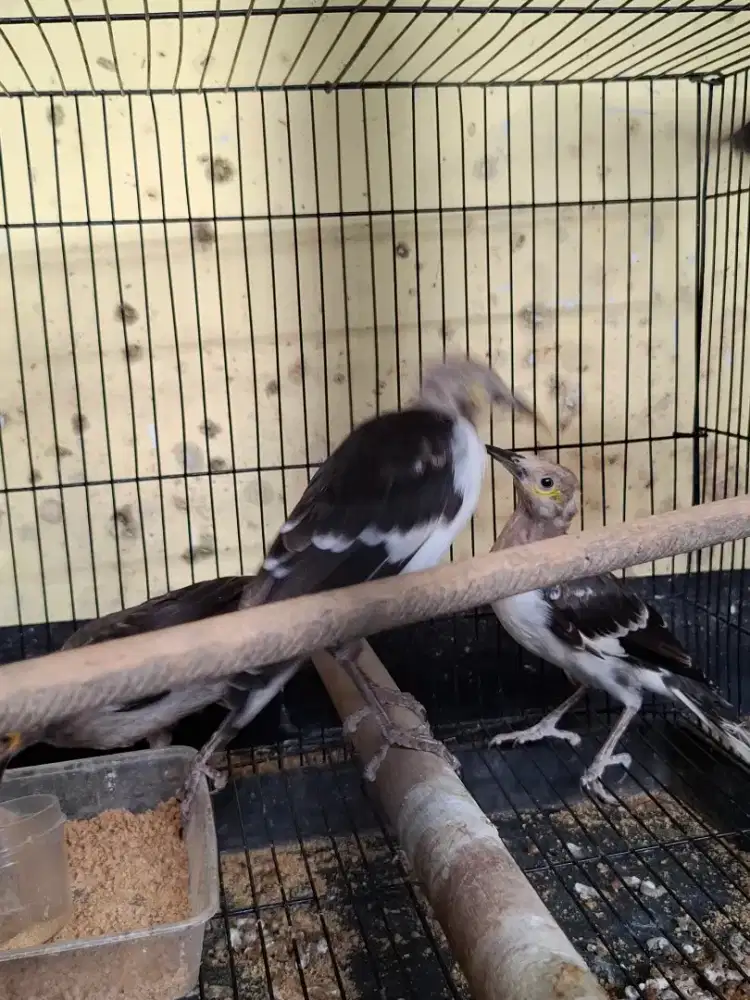 Jalak hongkong .mandari  remaja