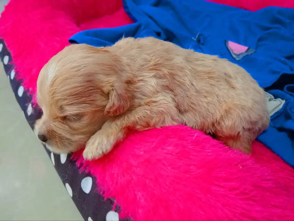 OPEN BOOKING ANAK PODDLE