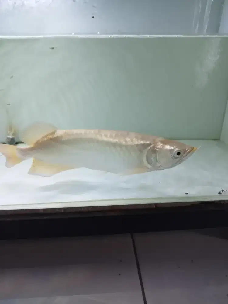 Arwana batik red pearl