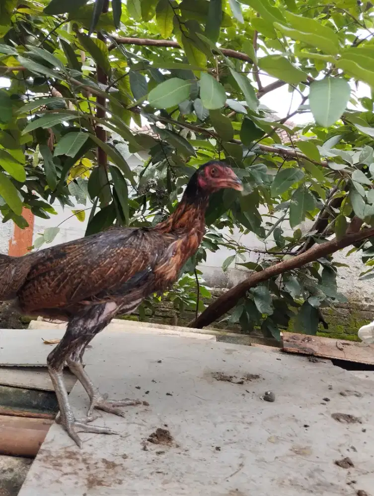 Dijual Dedara Pama kaki Ubed trah pukul saraf