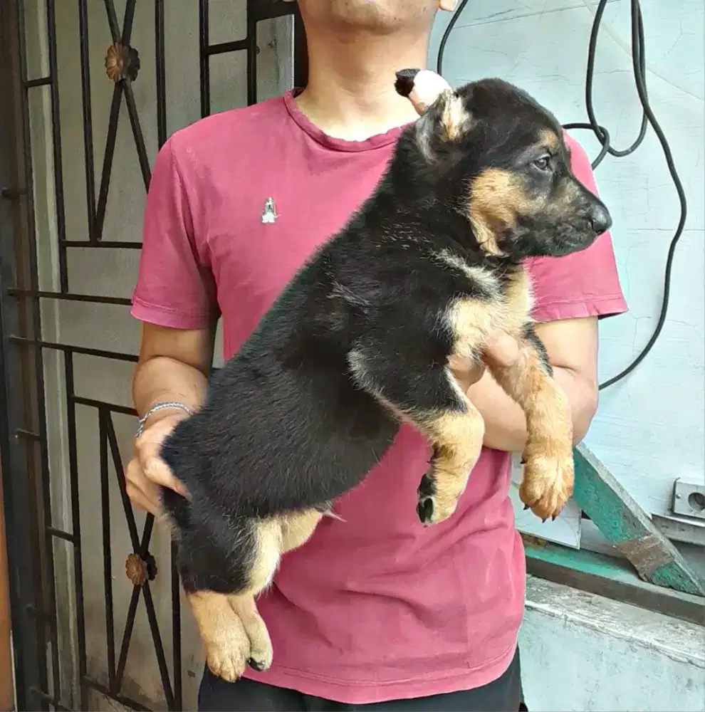 GSD/Herder jantan