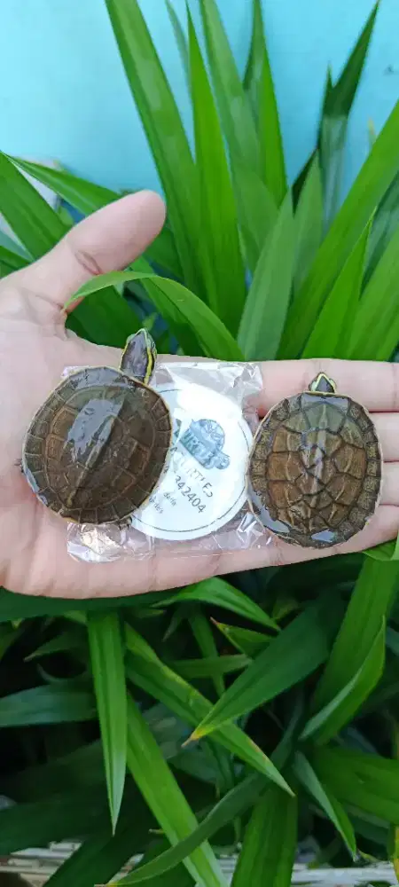 Kura kura baby ambon batok CB