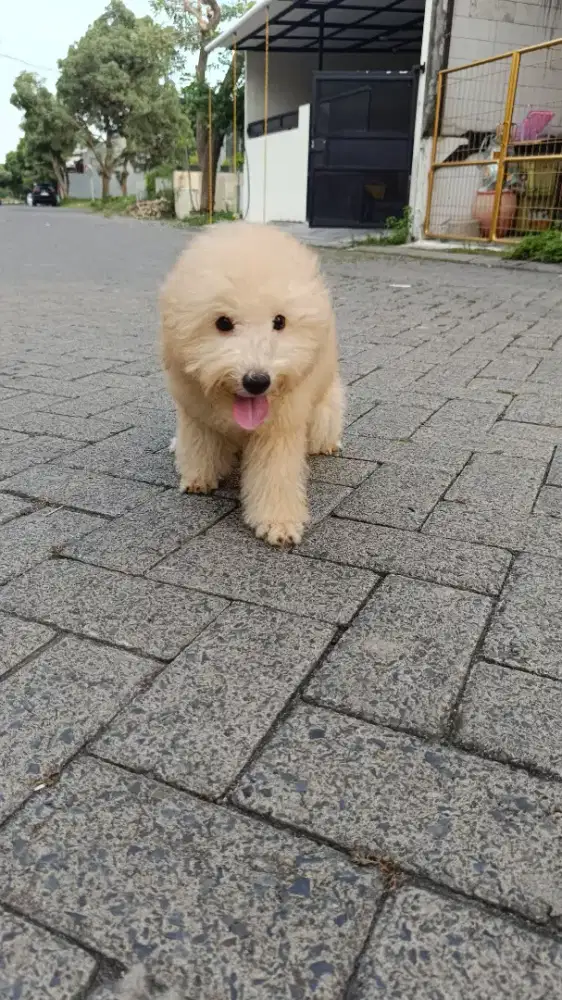 Jual Poodle Jantan Bulu Tebal Mewah