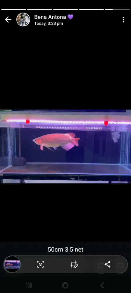 Arowana Super Red Size 50cm