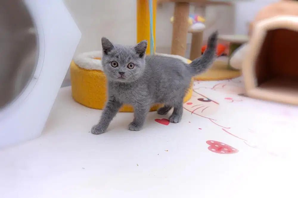 Pure BSH Kitten parents pedigre