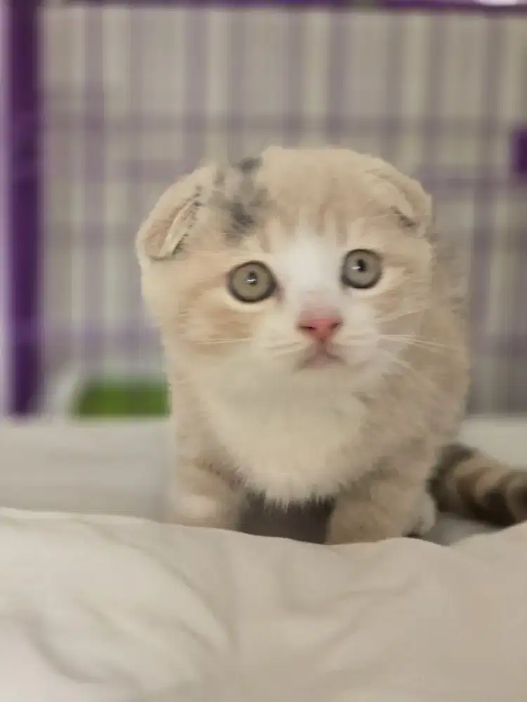 Kucing British shorthair bsh x scotish fold