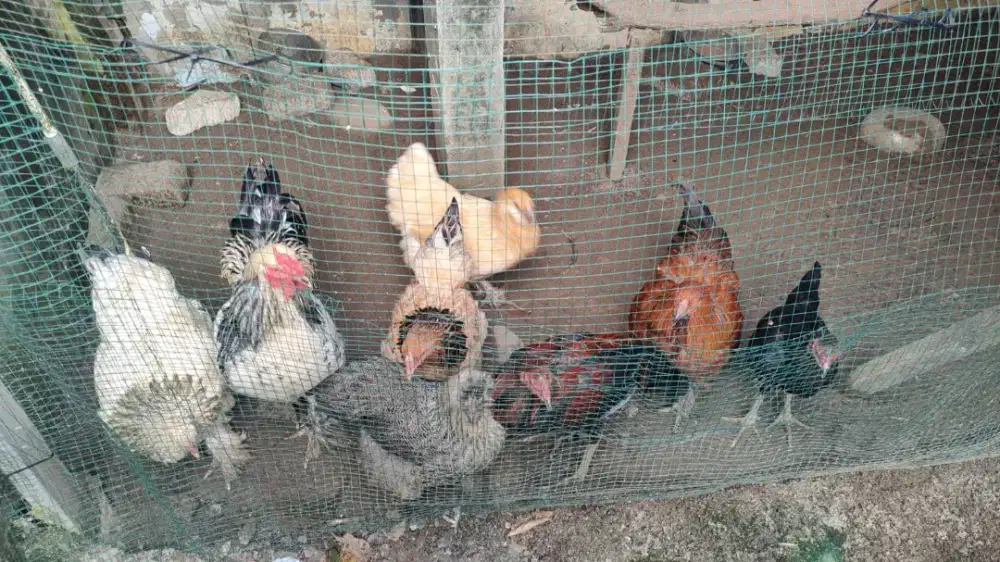 AYAM BRAHMA SILKIE 6 EKOR