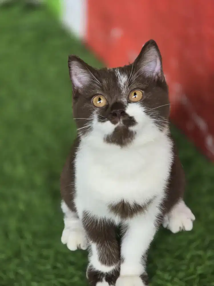 Kucing British shorthair bsh British shorthair