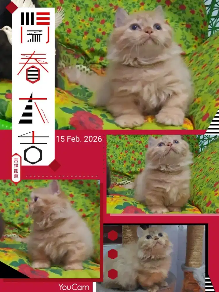 Edisi Promo Imlek Munchkin British Top Standart Female