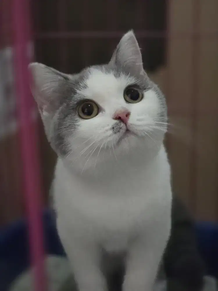 Kucing British shorthair bsh British shorthair