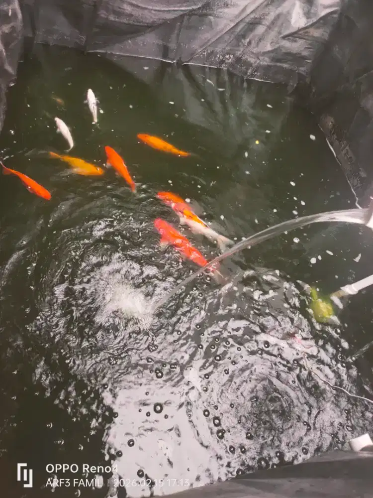 Ikan koi murah size15cm SD 40cm