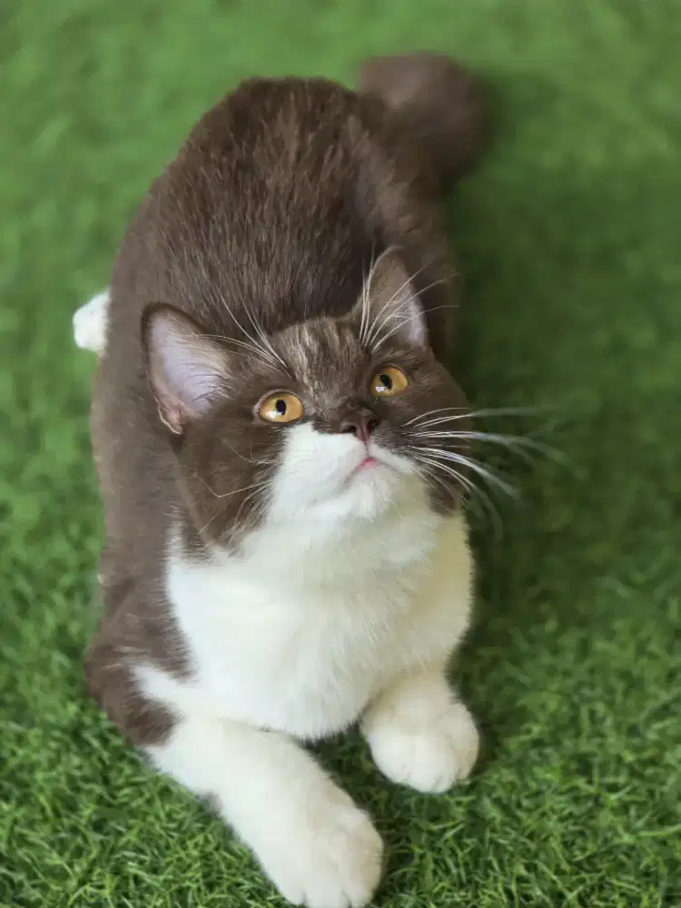 Kucing British shorthair bsh British shorthair