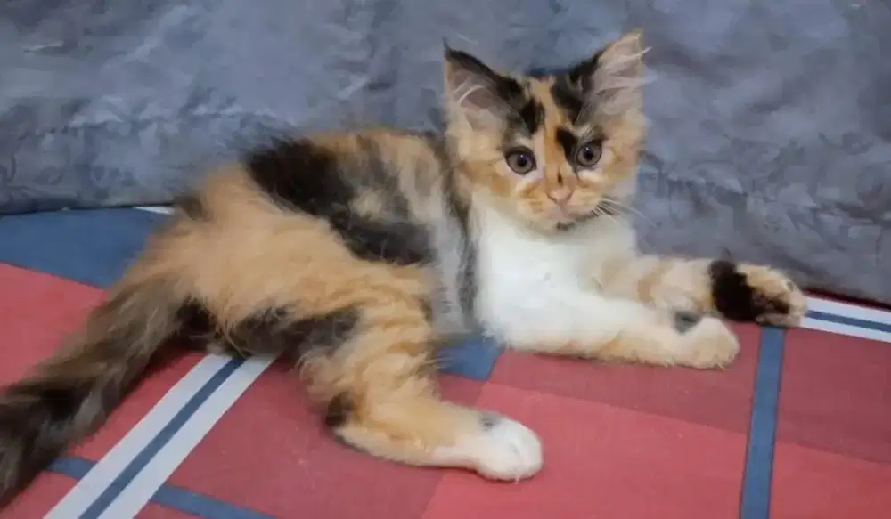 JUAL KUCING PERSIA 300.000