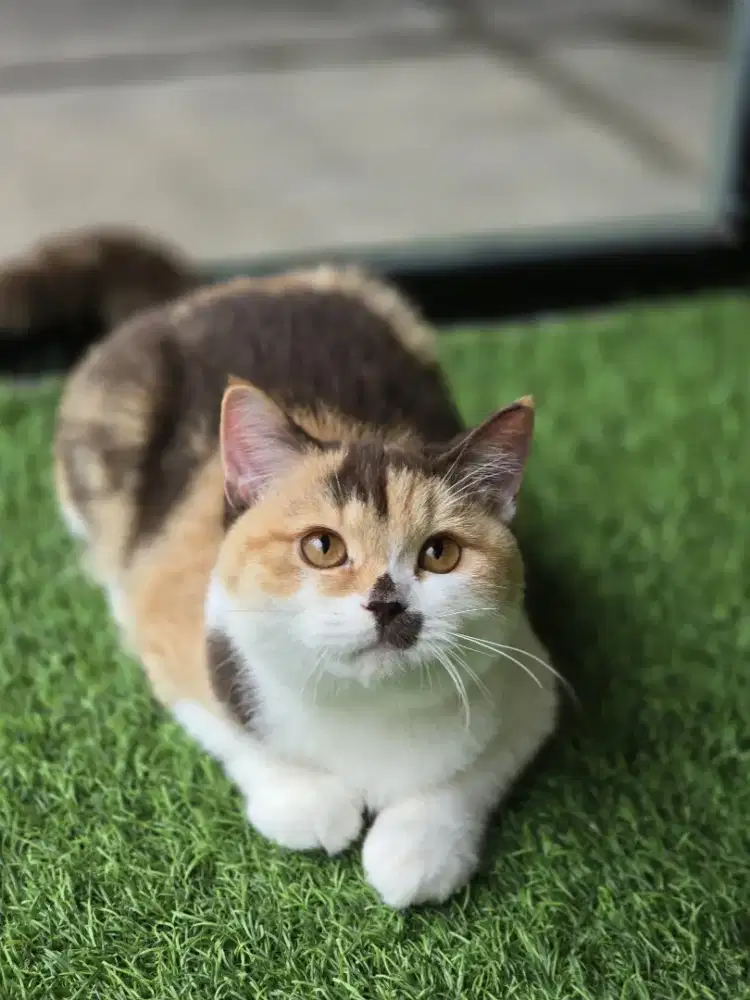 Kucing British shorthair bsh British shorthair