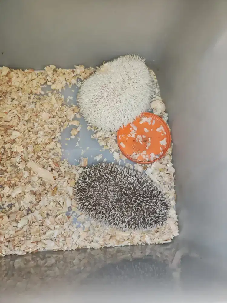 Landak Mini Sepasang