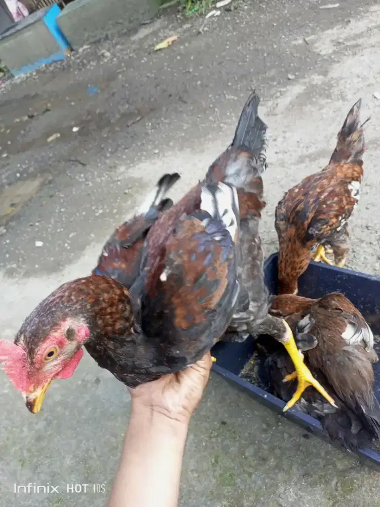 Ayam kampung murah