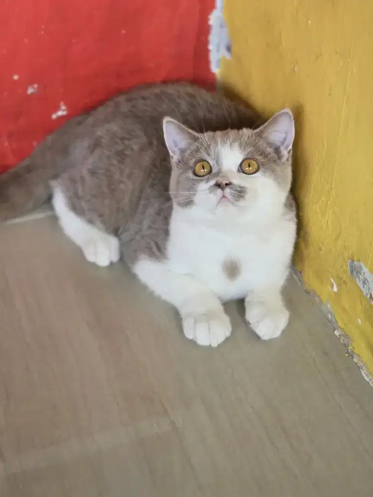 Kucing British shorthair bsh British shorthair