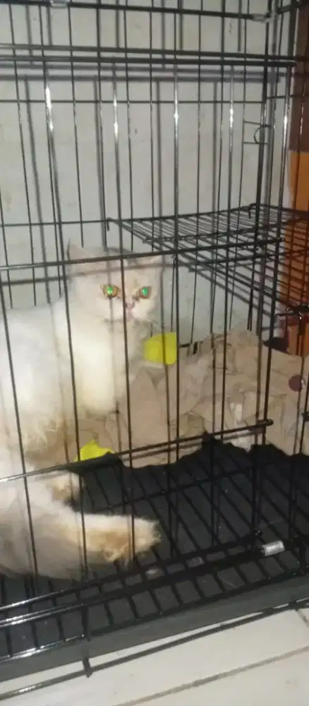 Persian peakNose sedang hamil besar mulus manja baik silahkan