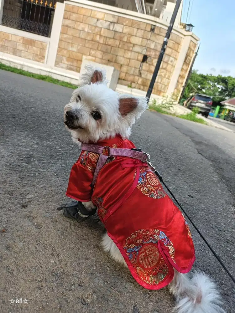 Dicari Asisten Rumah Tangga