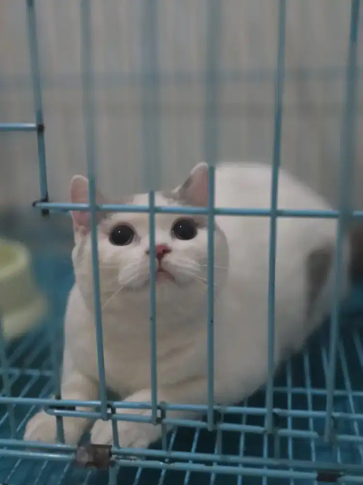 Kucing British shorthair bsh British shorthair