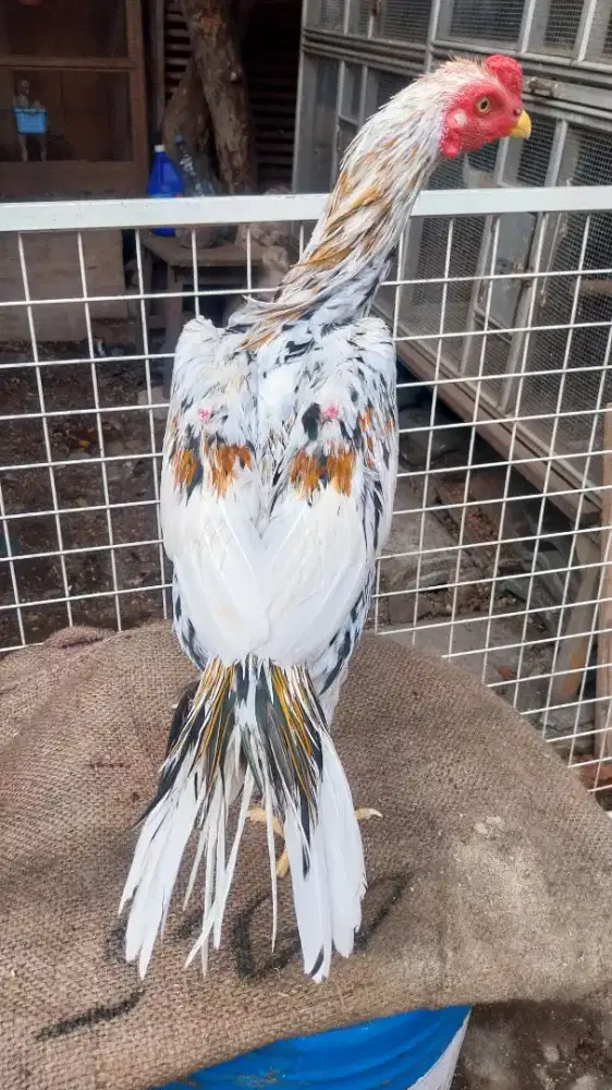 Ayam hias bangkok ekor lidi