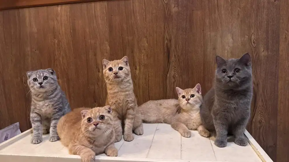 Open adopt BSH/ Scottish fold/ SS Line import