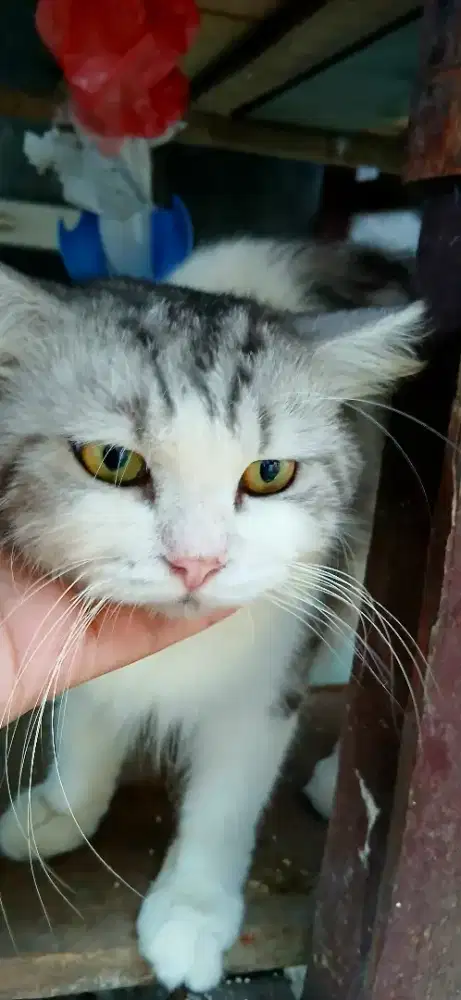kucing persia/ gemuk, sehat, umur 2 tahun