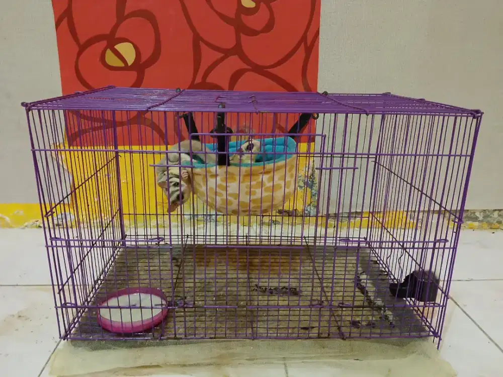 Sugar glider sepasang satu set sama kandang