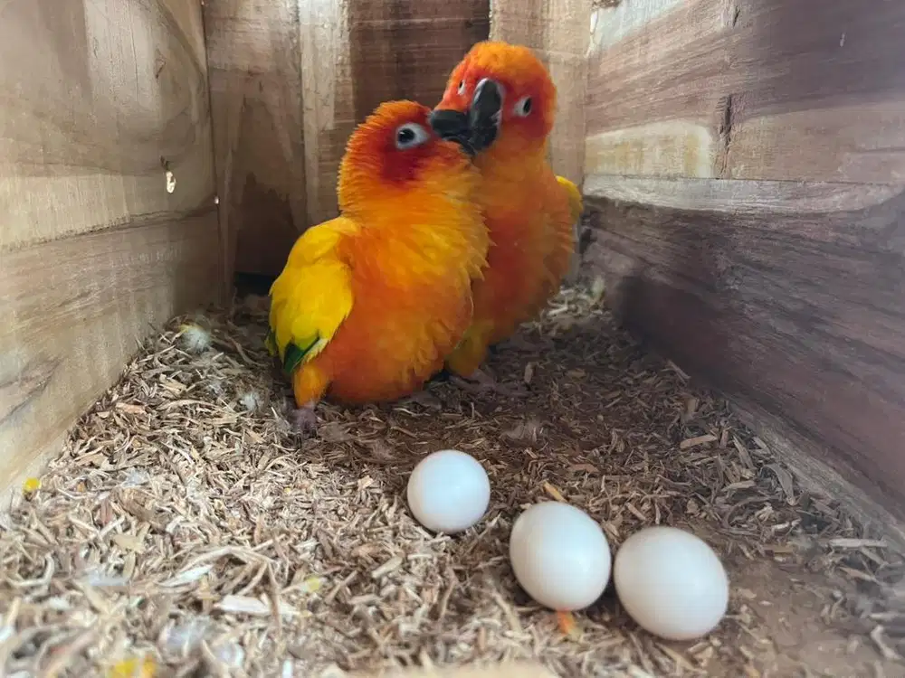 SEPASANG BURUNG SUN CONURE