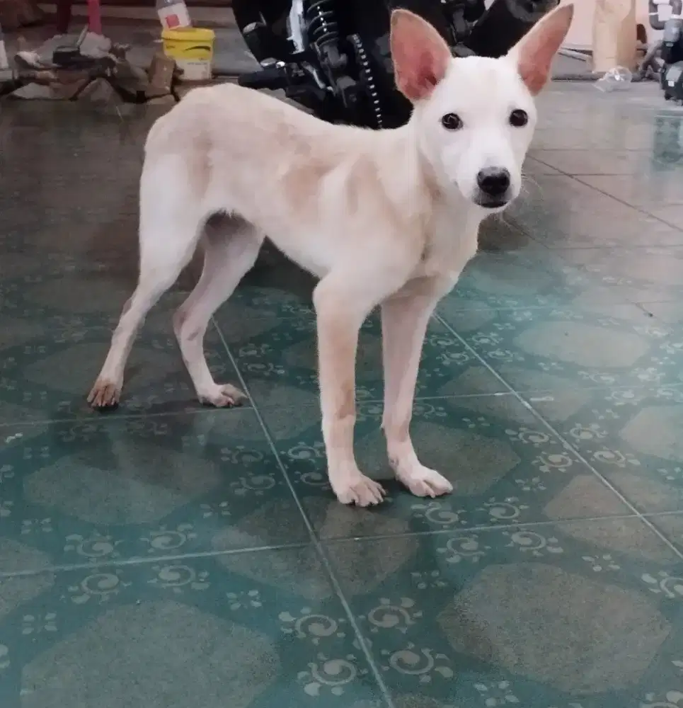 Open adopt cihuahua mix