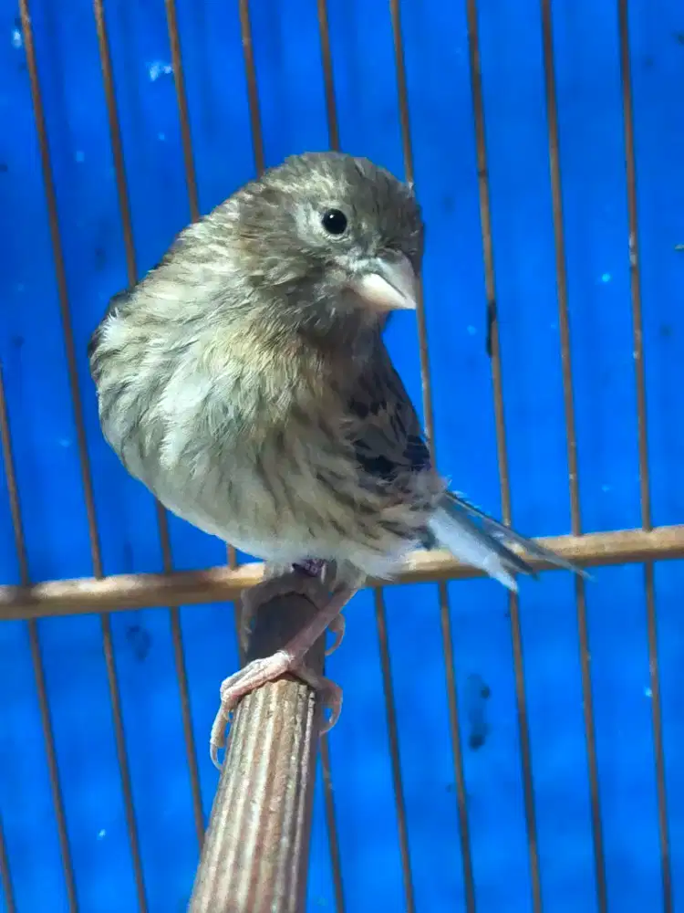 Burung kenari paud/anak