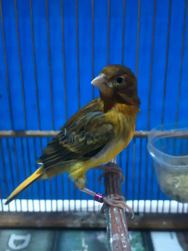 Burung kenari paud/anak