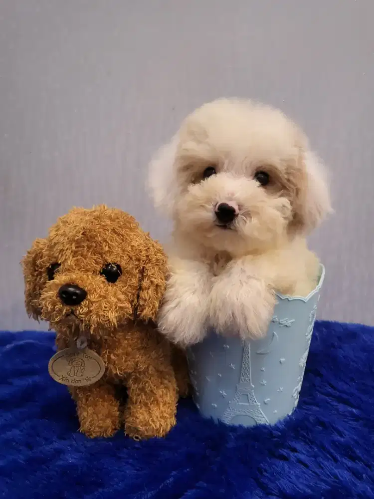 Perfect Quality super bulat TINY POODLE