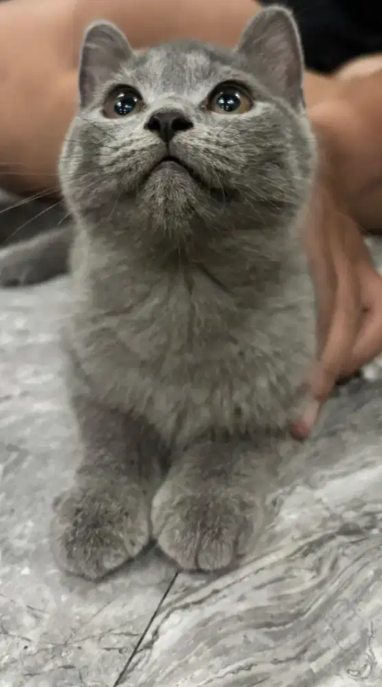 Kucing British Short Hair (BSH)