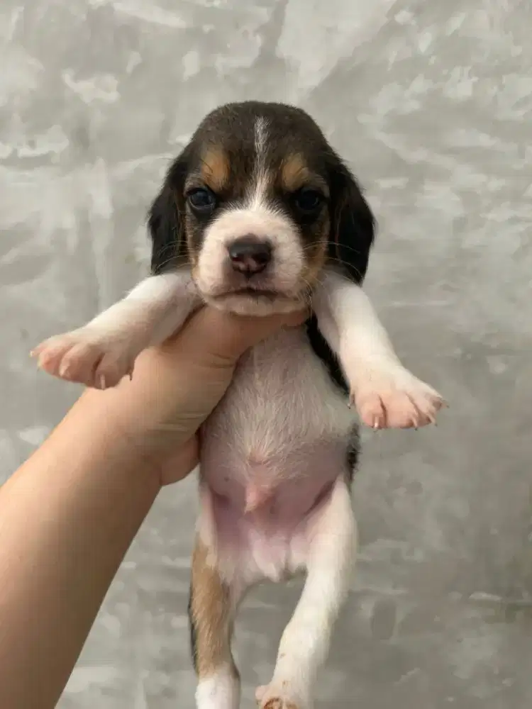 Beagle jantan cebol