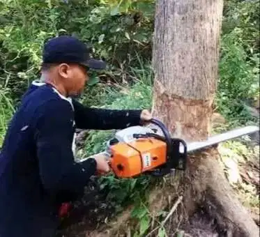 Jasa Tebang Pohon Cirebon
