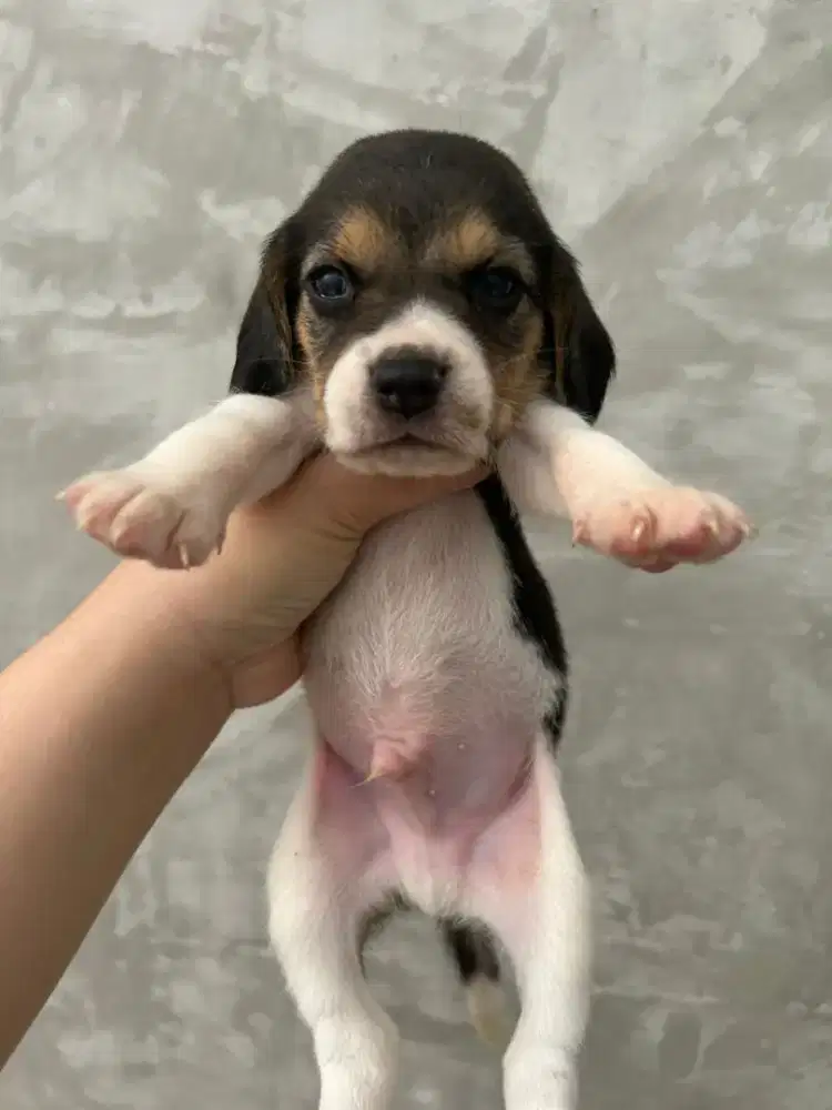 Beagle jantan  stambum