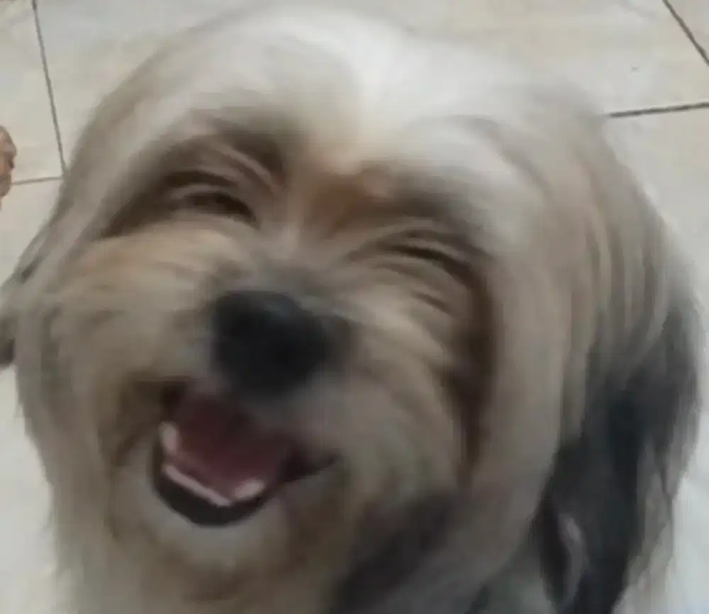 Semi Hibah Dogie Shitsu