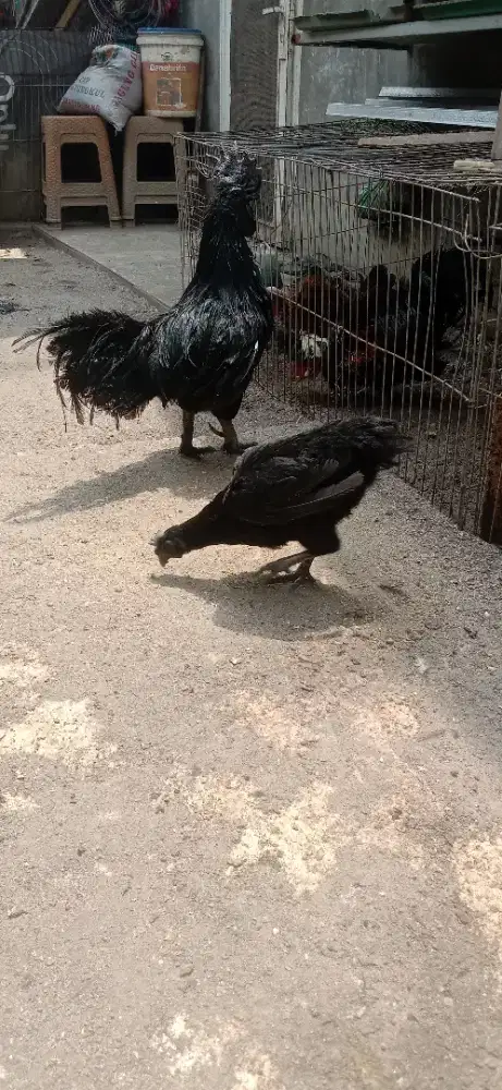 Ayam cemani lidah hitam anakan