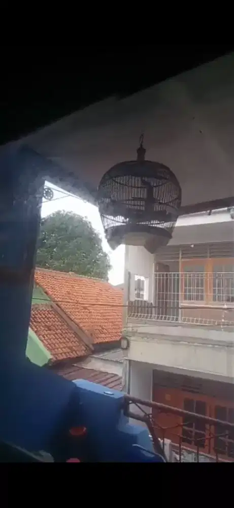 BURUNG PERKUTUT BANGKOK