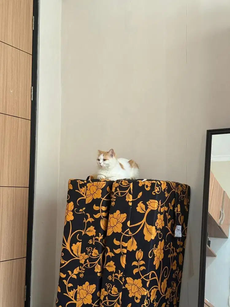 Open Adopt kucing persia