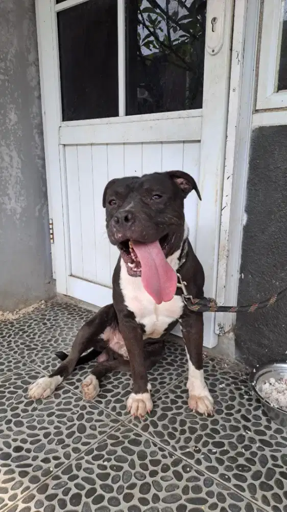 Pitbull small size jantan