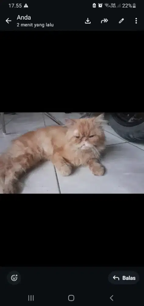 lepas adopsi peaknose jantan