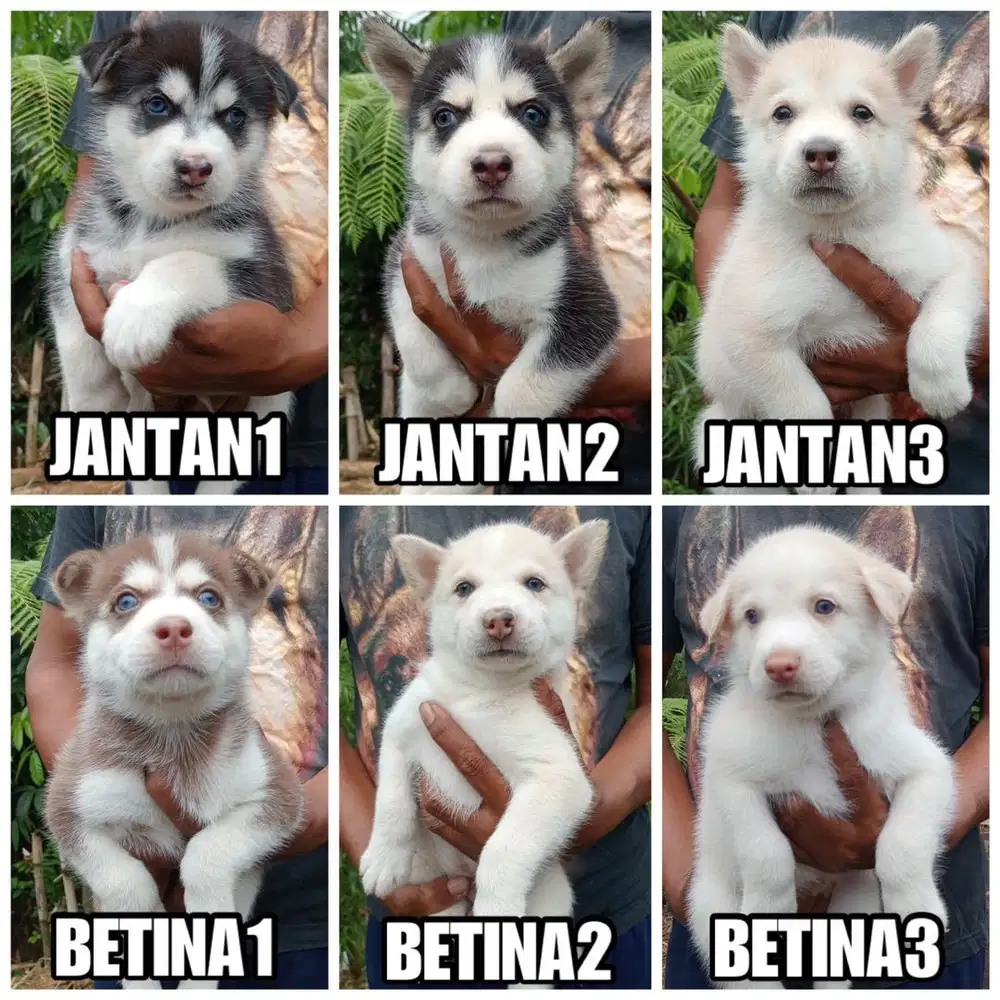 Siberian husky stb vaksin
