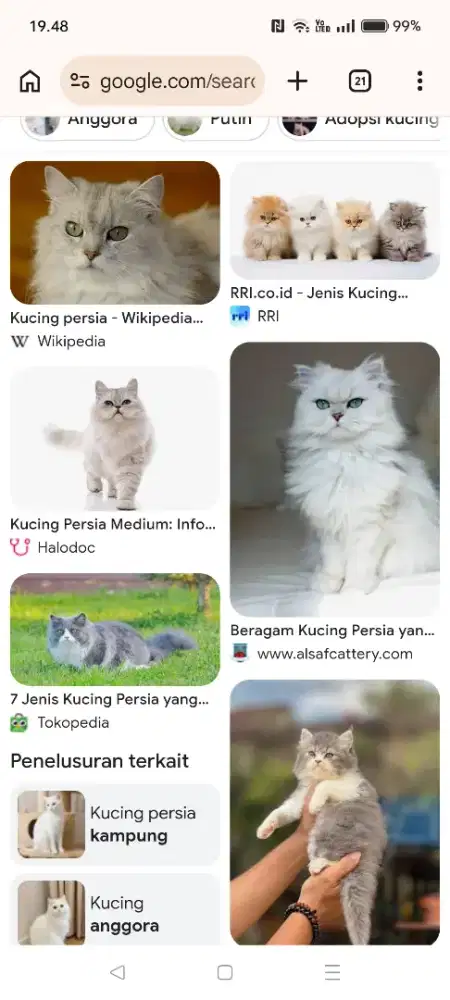 Cari kucing persia
