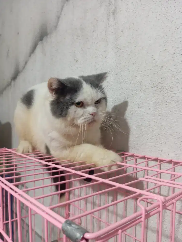 British Shorthair / BSH pure jantan