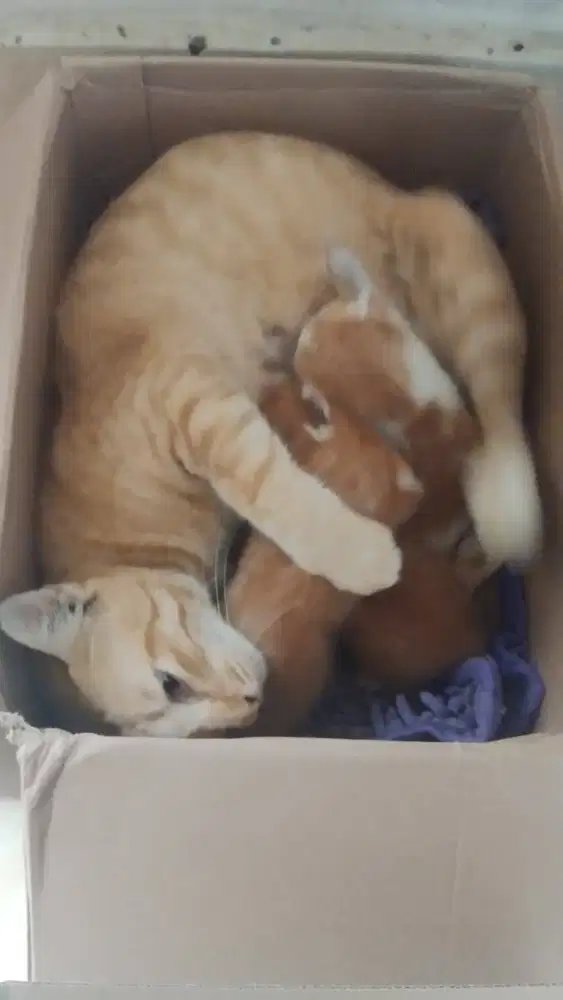 info lokernya dong kakaaa, baca desk nya