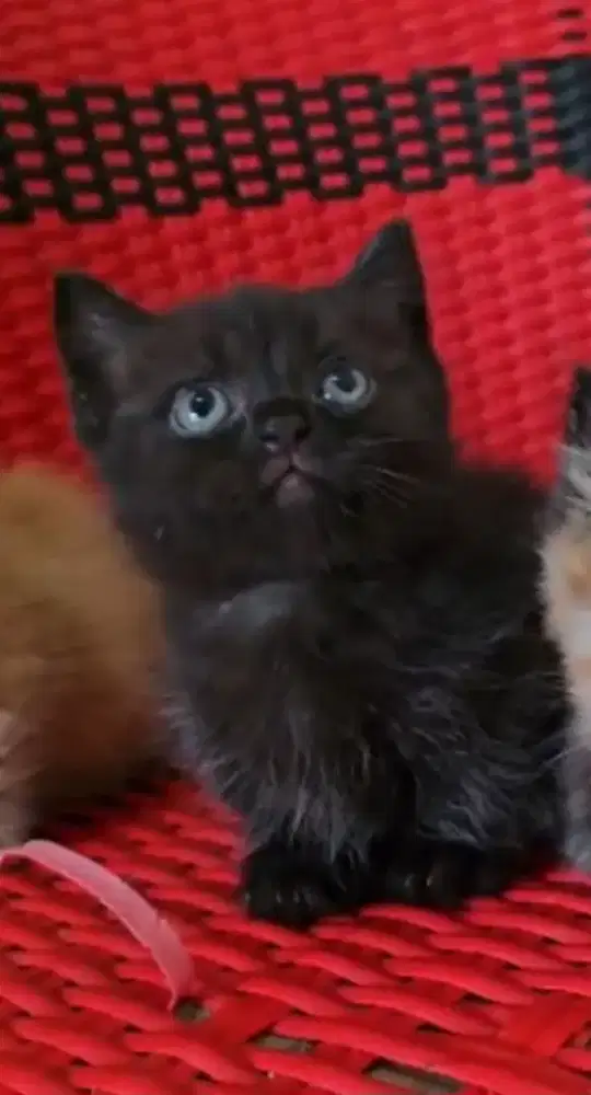 Kitten munckhjn
