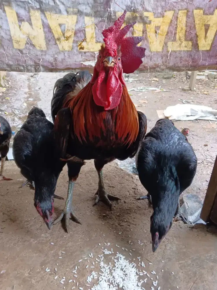 Dijual Ayam Kampung