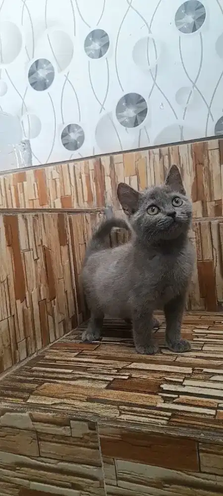 Kitten British shorthair